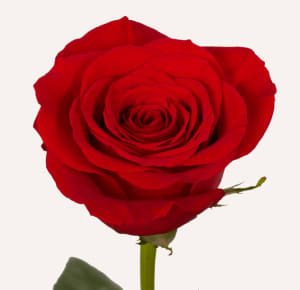 100 CM Long Stem Premium Roses(Limited Availability)