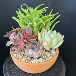 Succulent Dish