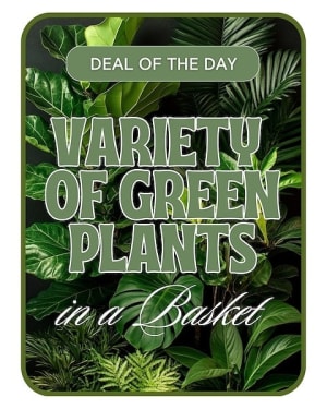 Designer's Choice - Variety of Green Plants Flower Bouquet
