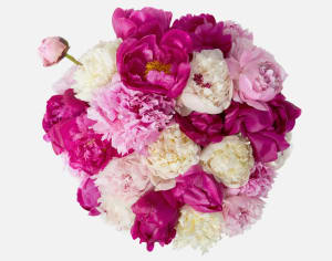 Premium Alaskan Peonies (Limited Availability)