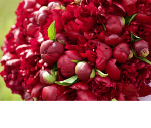 Premium Alaskan Peonies (Limited Availability)