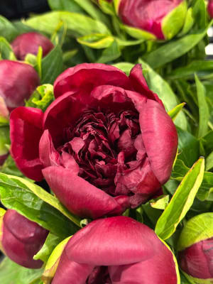 6 OR 12 Peonies in a Vase V-1413