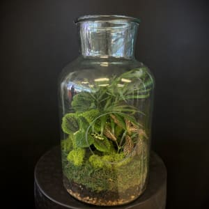 Terrarium