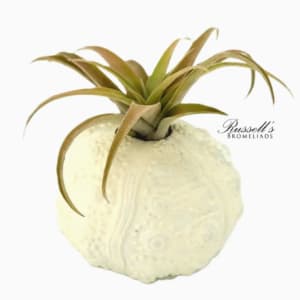 Air Plant Flower Bouquet