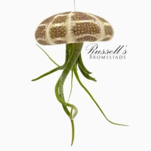 Air Plant Flower Bouquet