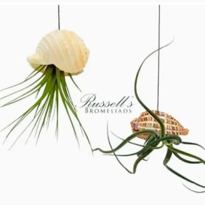 Air Plant Flower Bouquet