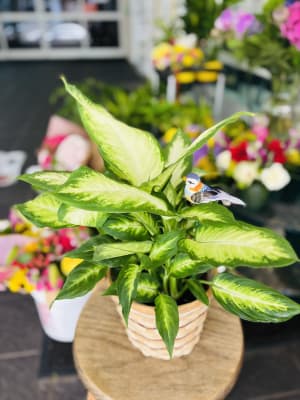 Dieffenbachia