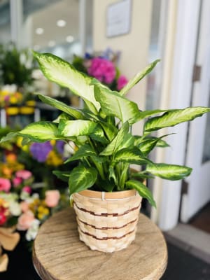 Dieffenbachia