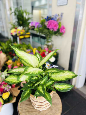 Dieffenbachia