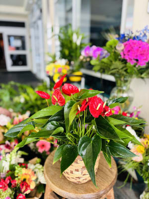 Anthurium