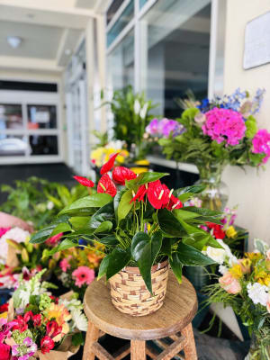 Anthurium