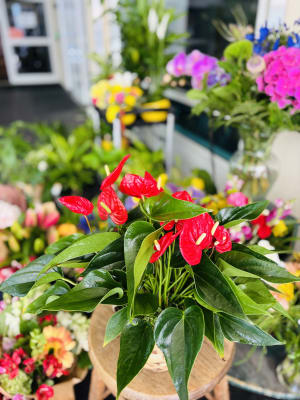 Anthurium