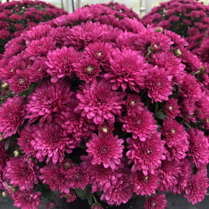 Goshen Friends School Fundraiser Flower Bouquet