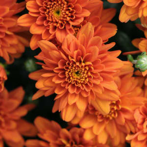 Goshen Friends School Fundraiser Flower Bouquet