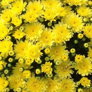 Goshen Friends School Fundraiser Flower Bouquet