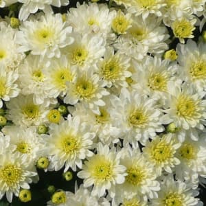 Goshen Friends School Fundraiser Flower Bouquet