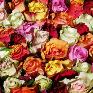 Jonathan Alder's Standard Wrist Corsage and Boutonniere Combo Flower Bouquet