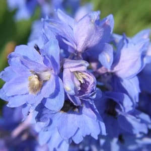 Southeastern's Petite Wrist Corsage with Boutonniere Combo Flower Bouquet