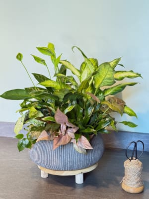 Plant Dish Garden