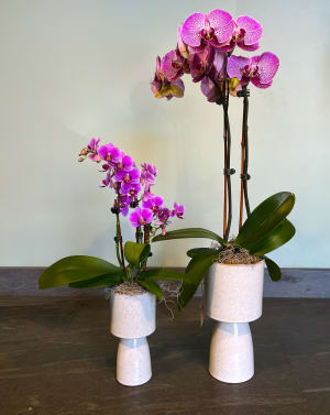 Double Orchid Estilo Flower Bouquet