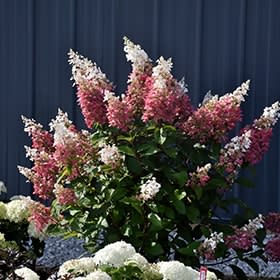 Hydrangea, Pinky Winky Flower Bouquet