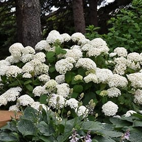 Hydrangea, Annabelle Flower Bouquet
