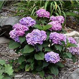Hydrangea, Bloomstruck Flower Bouquet
