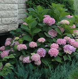 Hydrangea, Endless Summer Flower Bouquet