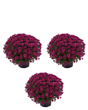Goshen Friends School Fundraiser Flower Bouquet
