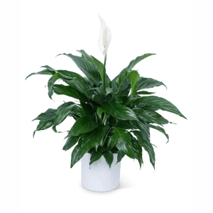 PEACE LILY Flower Bouquet