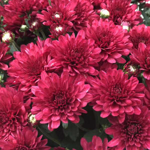 9 Inch Mum Flower Bouquet