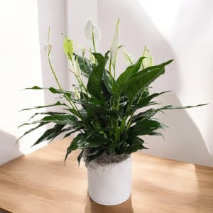 Peace Lily (spathiphyllum) Flower Arrangement Peace Lily (spathiphyllum) Flower Bouquet