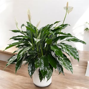 Peace Lily (spathiphyllum) Flower Arrangement Peace Lily (spathiphyllum) Flower Bouquet