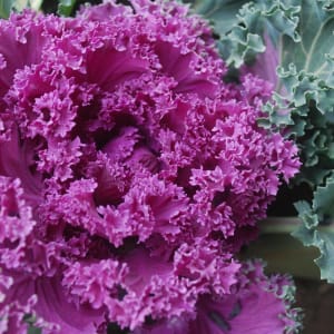 Ornamental Cabbage Flower Bouquet