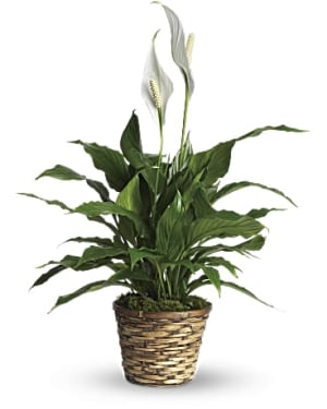 Peace Lily Flower Bouquet