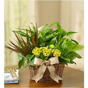European Dish Garden Flower Arrangement European Dish Garden Flower Bouquet