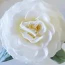 Bathing Petal Soap Flower Flower Bouquet