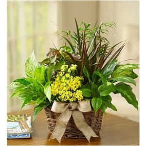 European Dish Garden Flower Arrangement European Dish Garden Flower Bouquet