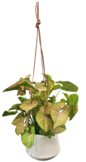 Fiesta Hanging Plant PL-8023 Flower Bouquet