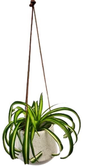 Fiesta Hanging Plant PL-8023 Flower Bouquet