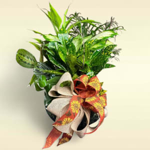Dish Gardens Flower Bouquet