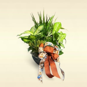 Dish Gardens Flower Bouquet
