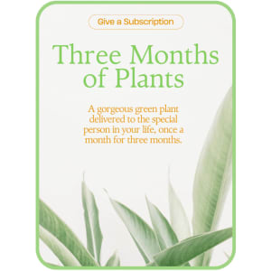 Plant Subscription (3) Flower Bouquet