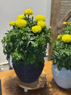Marigold Plant Flower Bouquet