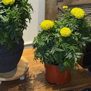 Marigold Plant Flower Bouquet