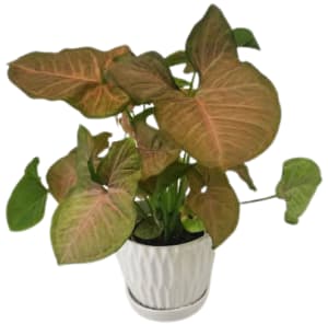 Fiesta Petite Plant PL-8025 Flower Bouquet