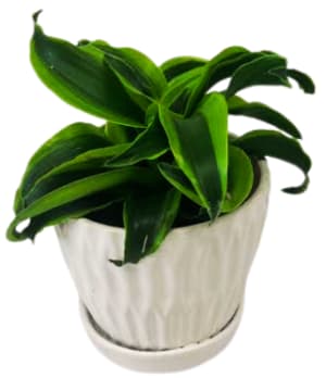 Fiesta Petite Plant PL-8025 Flower Bouquet