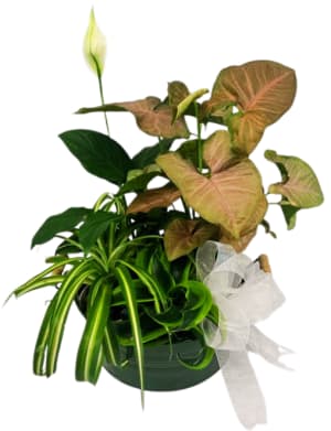 Tranquil Dishgarden PL-8026 Flower Bouquet