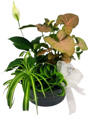 Tranquil Dishgarden PL-8026 Flower Bouquet