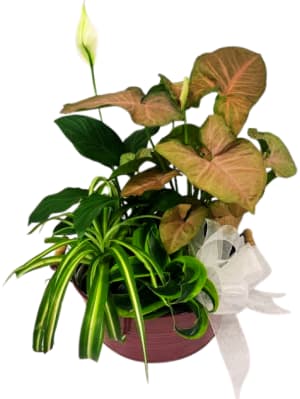 Tranquil Dishgarden PL-8026 Flower Bouquet